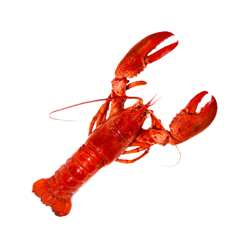 lobster.png